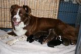 TETER - BORDER COLLIE 061